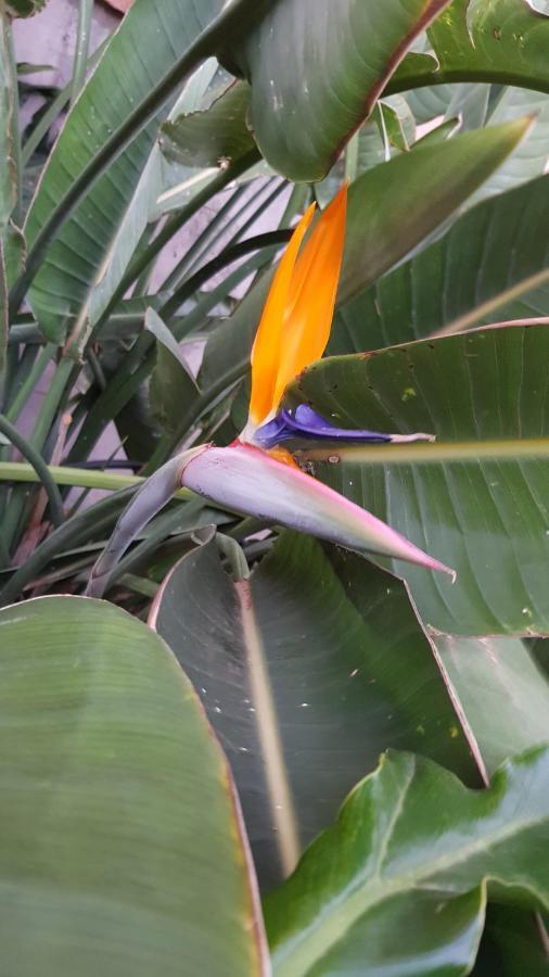 Aparthotel Strelitzia Park à San Miguel de Abona Extérieur photo