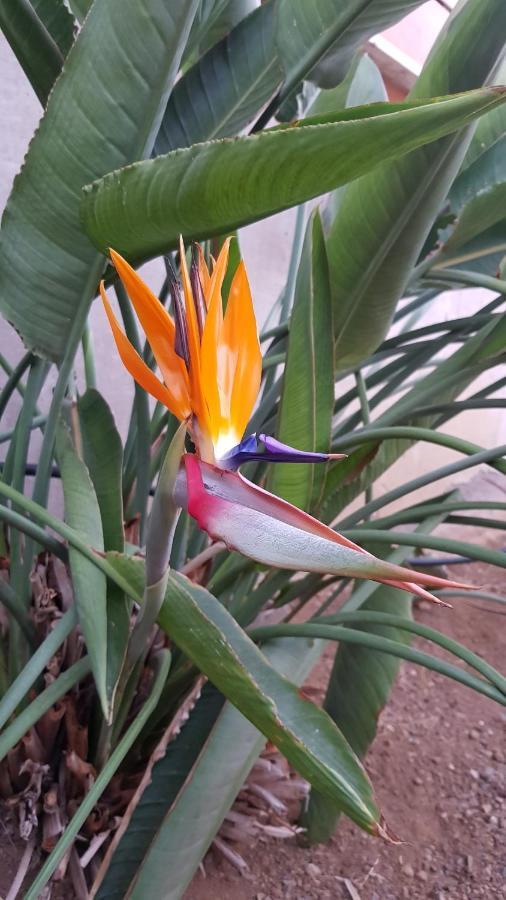 Aparthotel Strelitzia Park à San Miguel de Abona Extérieur photo